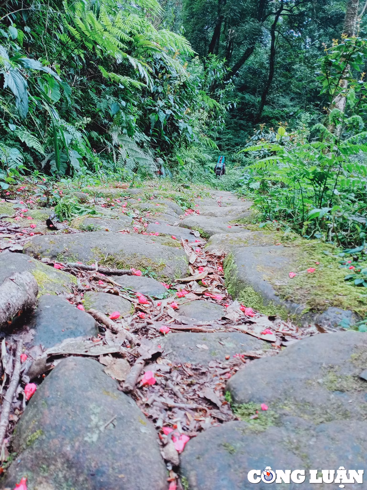 Càng đi vào sâu trong rừng, đường đá cổ Pavi càng trở nên đẹp một cách quyến rũ và huyền ảo, bí ẩn. Những con đường đá phủ đầy rêu phong xanh mướt sẽ như đưa bước chân của bạn lướt đi.