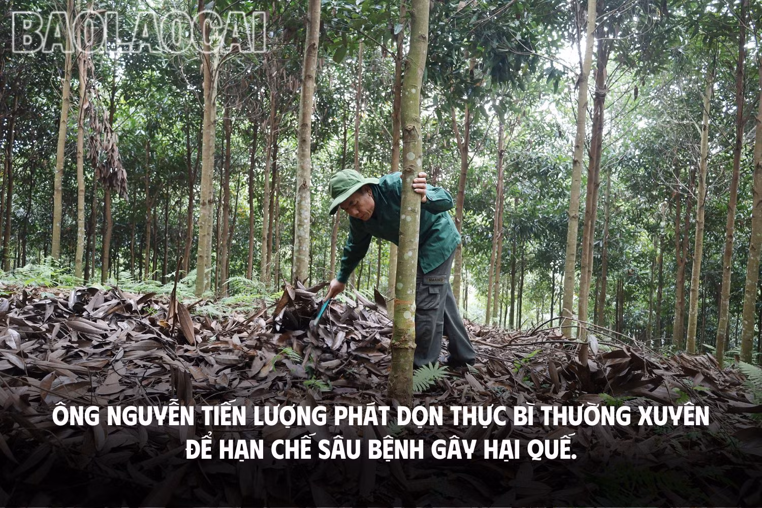 Chủ động phòng, trừ sâu, bệnh hại quế.jpg
