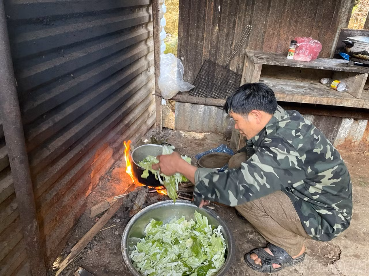 baolaocai_2.jpg
