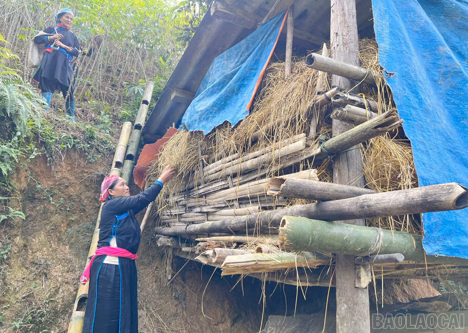 baolaocai-3-2499.jpg