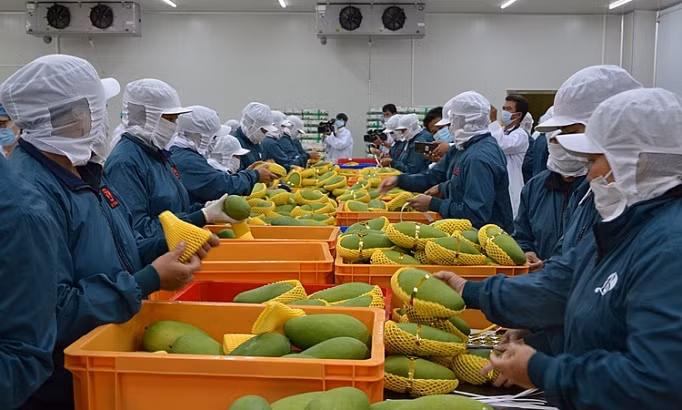 5 tháng đầu năm 2024, xuất khẩu ước đạt 156,5 tỷ USD, tăng 15% so với cùng kỳ năm trước.