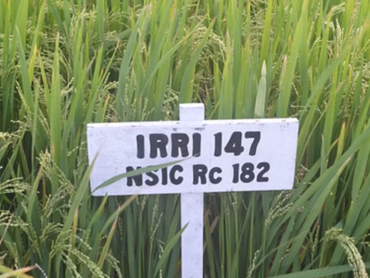 Giống lúa IRRI147. Ảnh minh họa