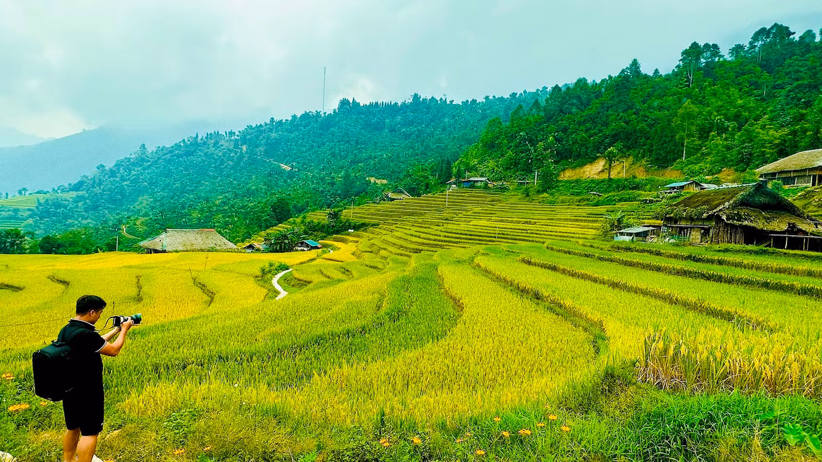 Lúa chín vàng trên những thửa ruộng bậc thang là nguồn cảm hứng thu hút du khách đến với Xa Phìn.