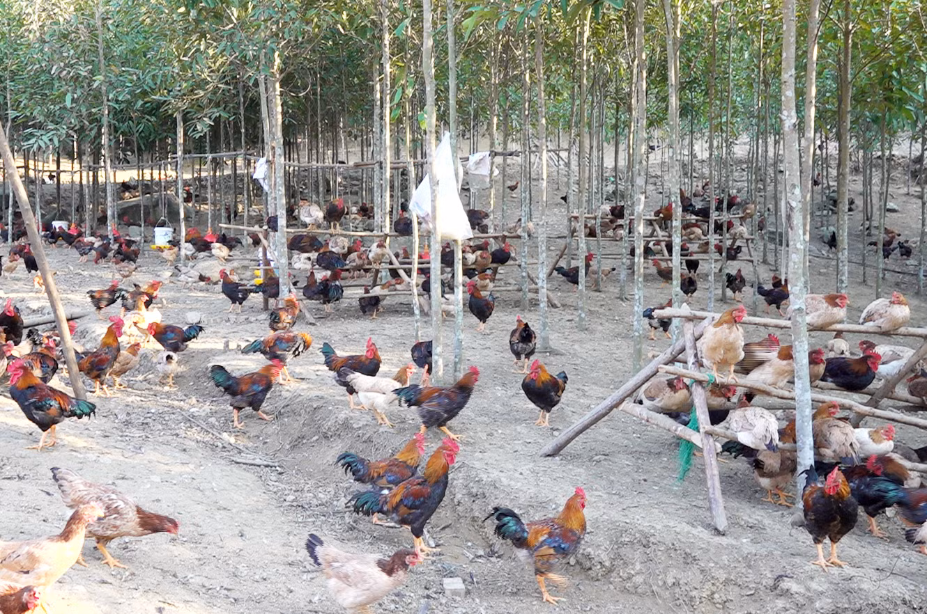 Nuôi gà thả vườn dưới tán cây quế.png