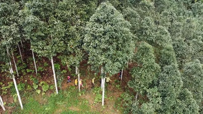 Ứng dụng SMART đã được triển khai ở hơn 40 khu rừng đặc dụng và phòng hộ tại Việt Nam, hỗ trợ hiệu quả lực lượng kiểm lâm.