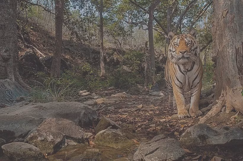 Bẫy ảnh (camera trap) đã "cách mạng hóa" cách các nhà khoa học nghiên cứu về loài hổ Bengal có nguy cơ tuyệt chủng.