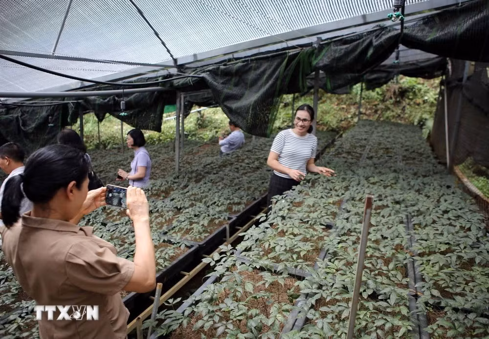 Du khách được trải nghiệm tham quan vườn Sâm, một loại dược liệu quý hiếm được bảo tồn và nhân giống thành công tại tỉnh Lai Châu.