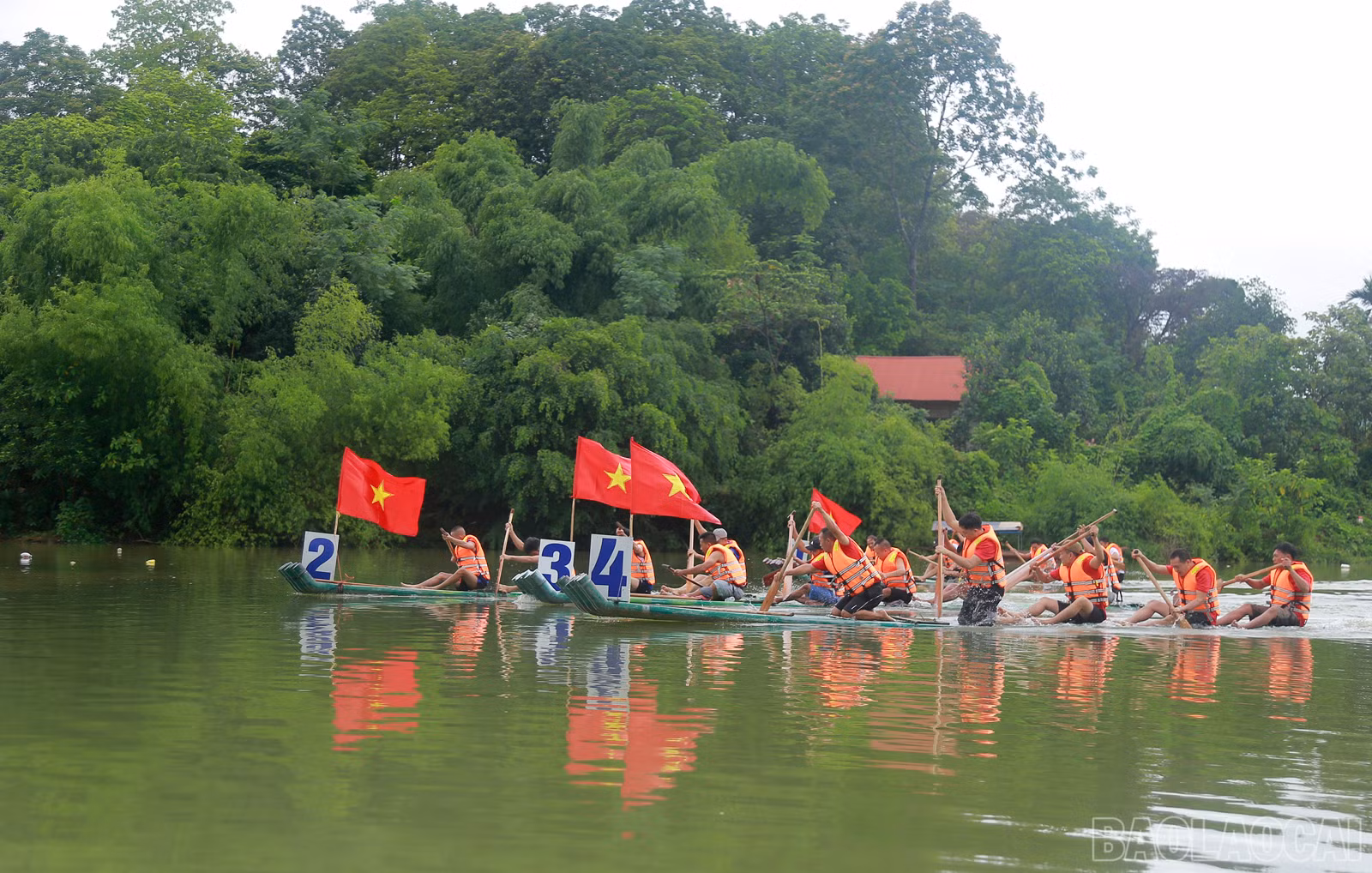 baolaocai_duamang (2).JPG