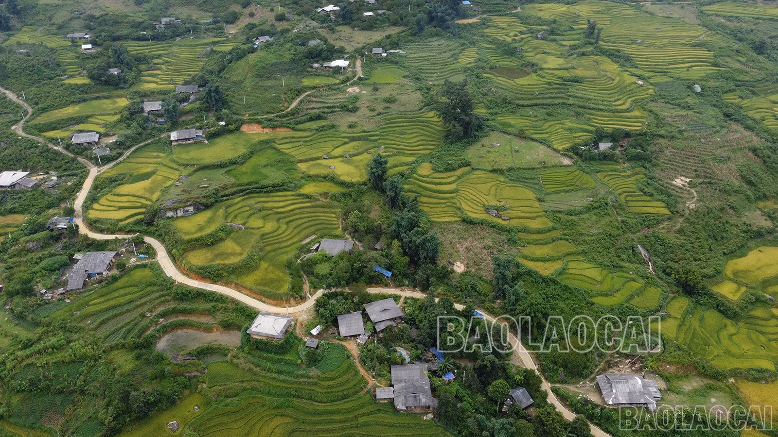 baolaocai-bg-6-3151.jpg
