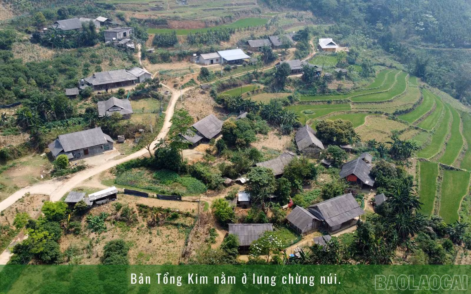 baolaocai_1 (3).jpg