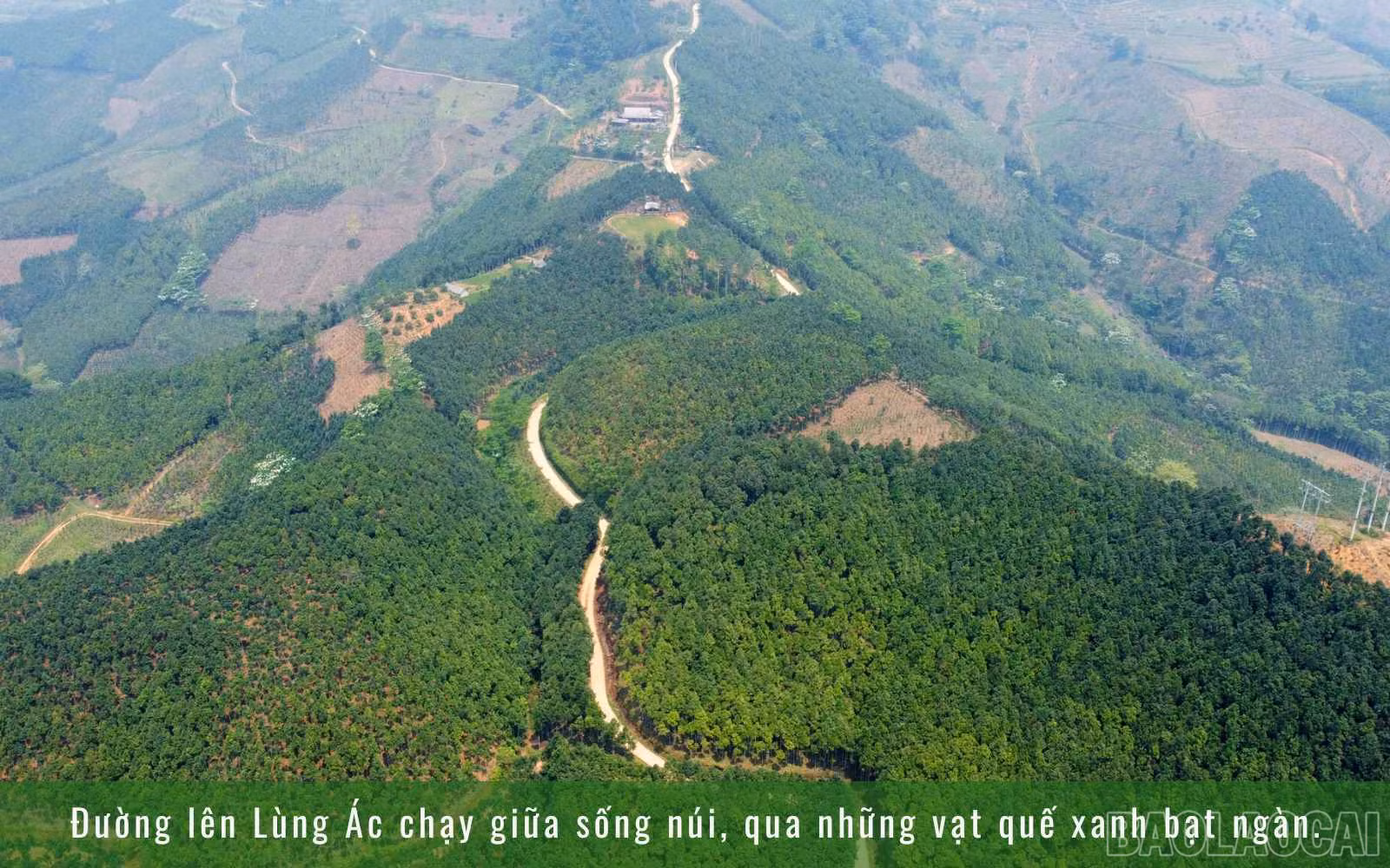 baolaocai_1 (2).jpg