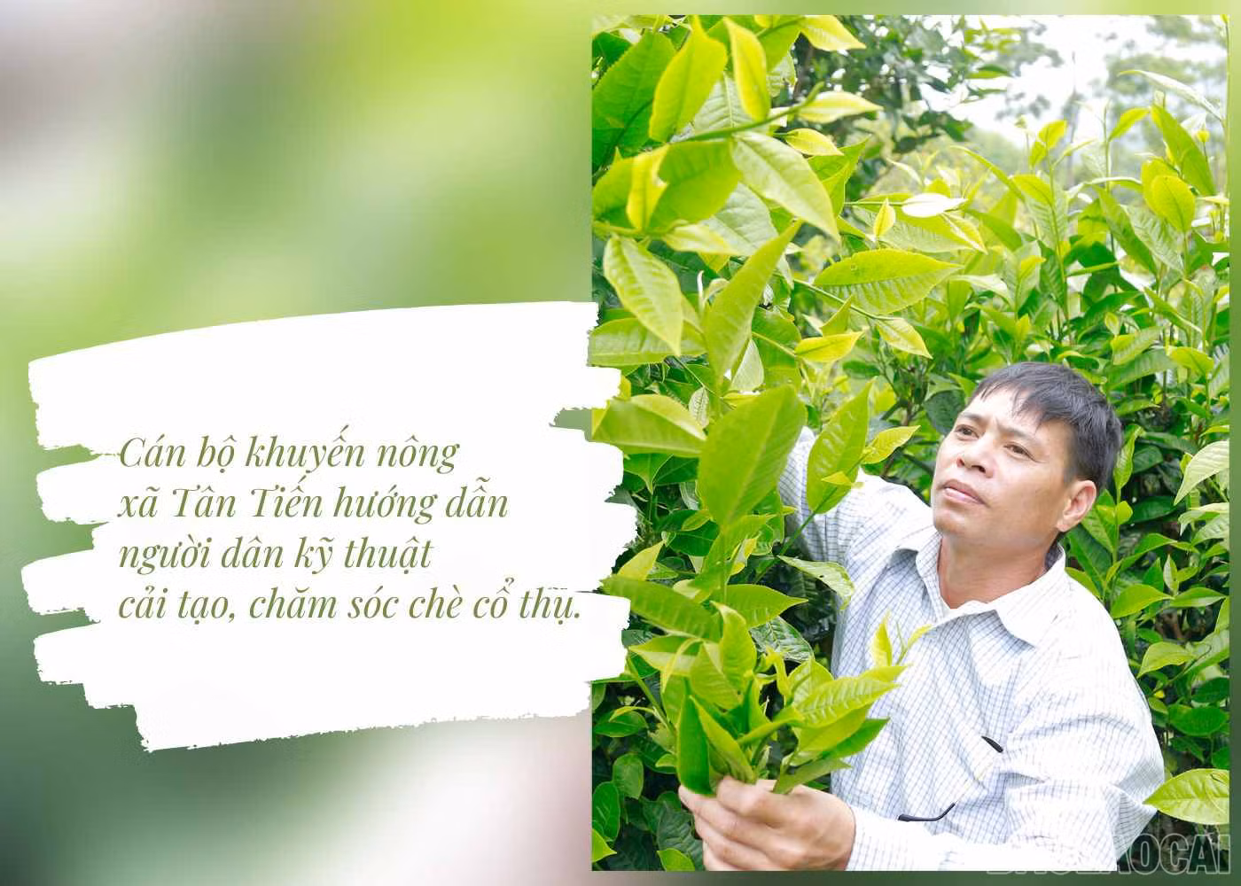 baolaocai_che (4).jpg