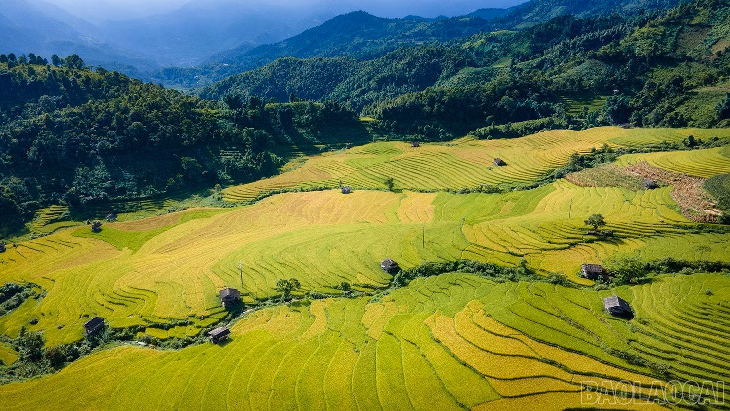 baolaocai_namcang (6).jpg