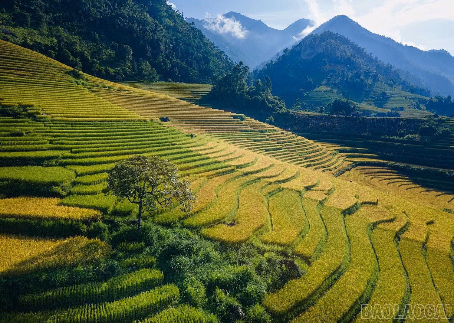 baolaocai_namcang (1).jpg