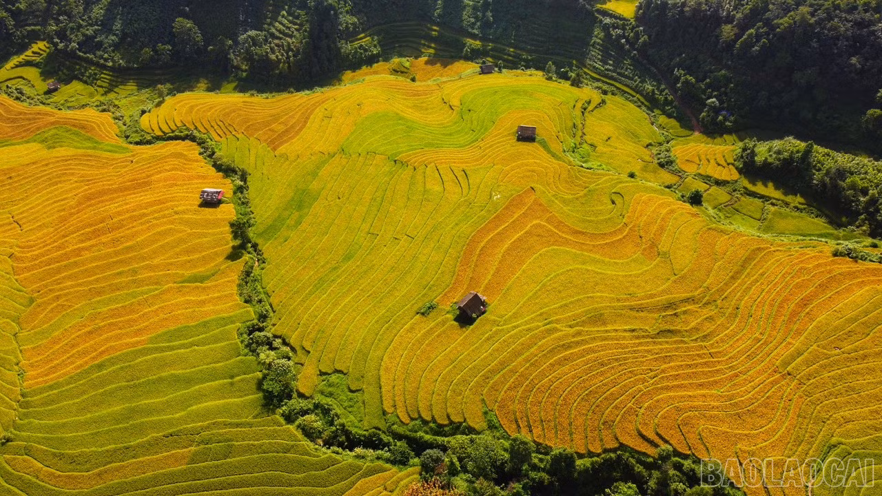 baolaocai_namcang (9).jpg
