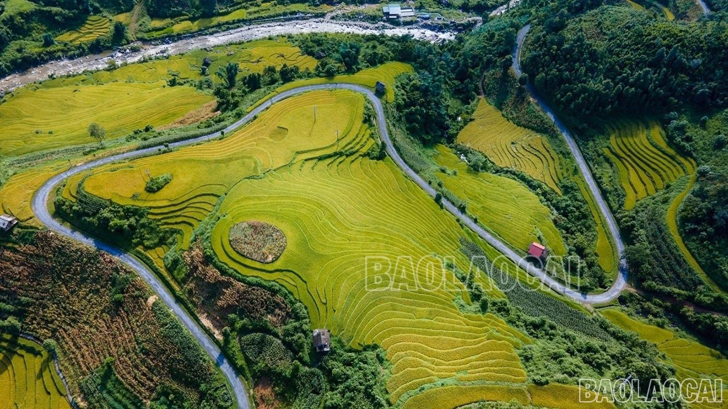 baolaocai_namcang (4).jpg