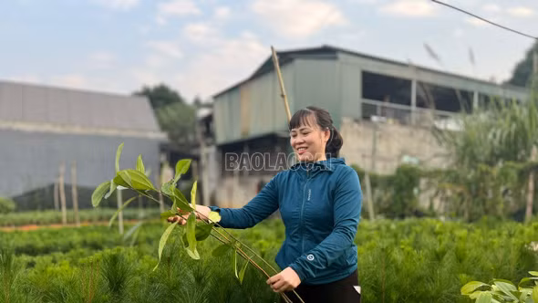 Trồng rừng đạt 94,6% kế hoạch năm