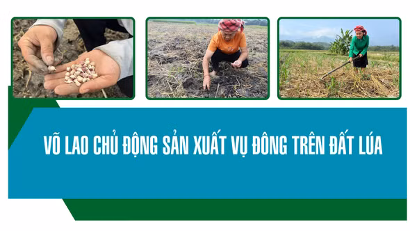 Võ Lao chủ động sản xuất vụ đông trên đất lúa