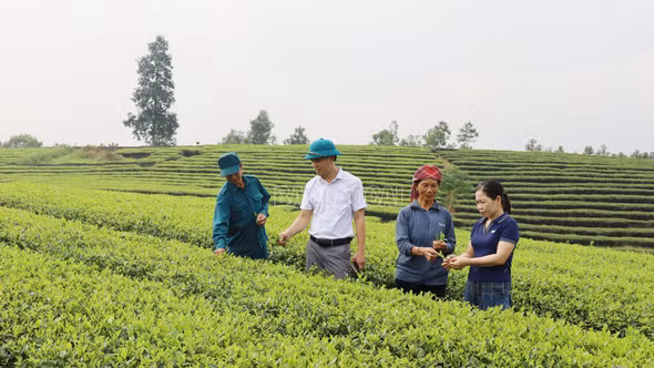 Chủ động phòng trừ sâu bệnh trên cây chè