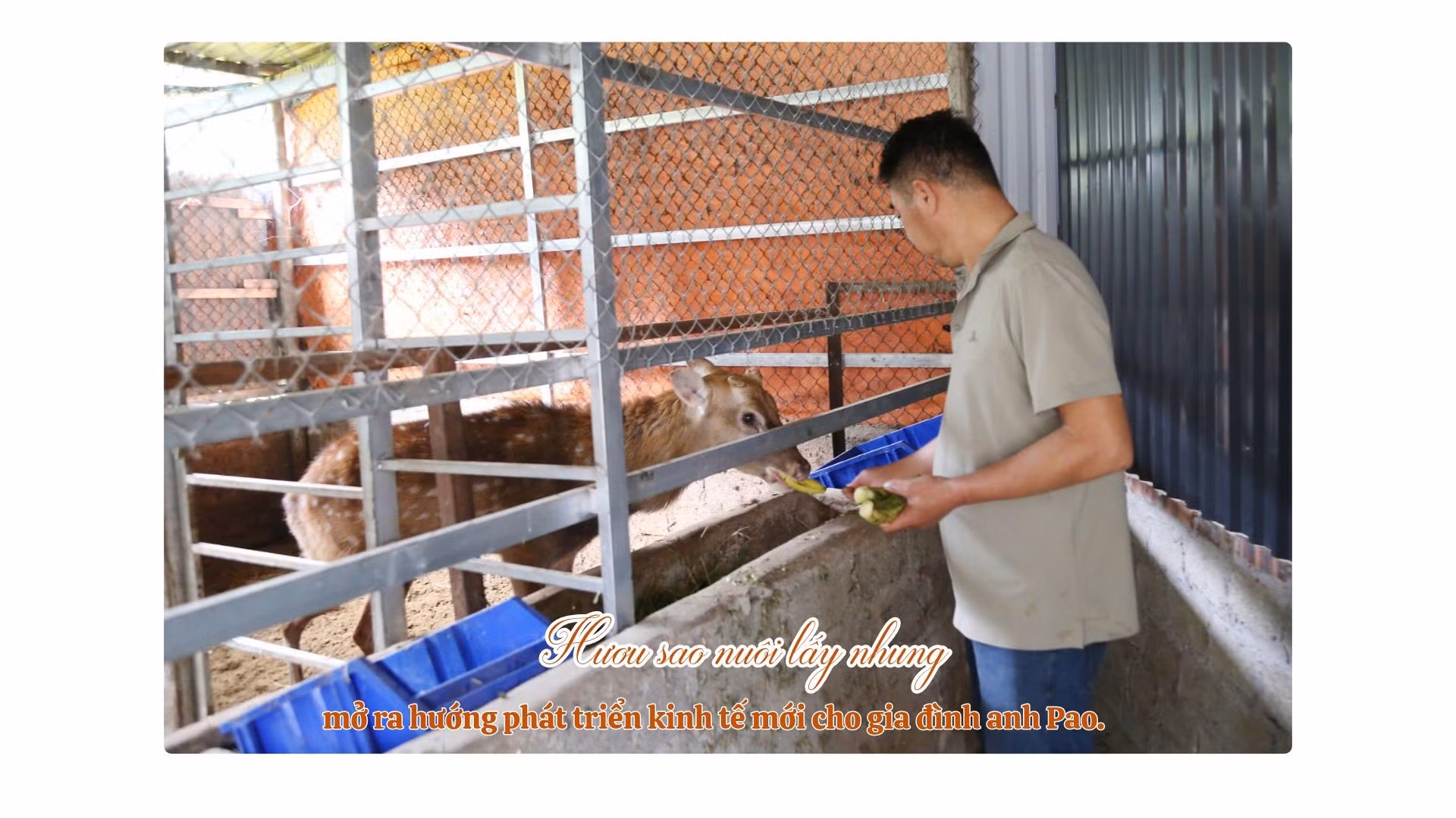 nuoi-dui-sinh-san-va-dui-thuong-pham-khong-qua-kho-va-it-ton-kem-vi-dui-chu-yeu-an-tre-nua-mia-ngo-la-nhung-nong-san-san-co-tai-dia-phuong-moi-doi-dui-bo-me-co-the-sinh-san-3-lua-nam-moi-lua-tu-3-den-7-con-ne.jpg