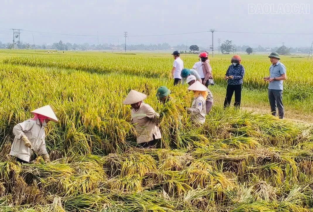 baolaocai-tr_11.jpg