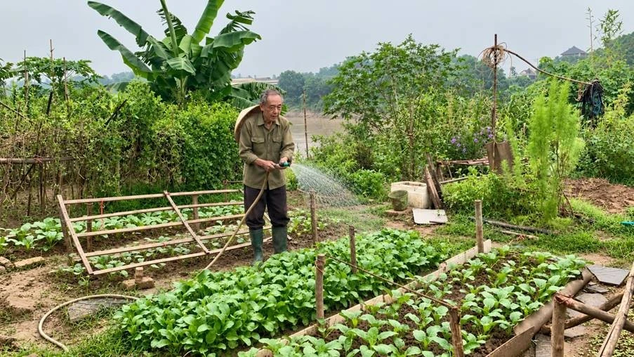Từ lúc xuống giống đến ngày thu hoạch, mỗi luống rau đều được chăm chút bằng mồ hôi và công sức. Với người dân vùng bãi, một vụ mùa thuận lợi là niềm vui, nhưng cũng là sự đánh đổi của những ngày dài ngoài bãi (trong ảnh, bác Thi ở tổ dân phố Hồng Hà 2 chăm sóc rau).