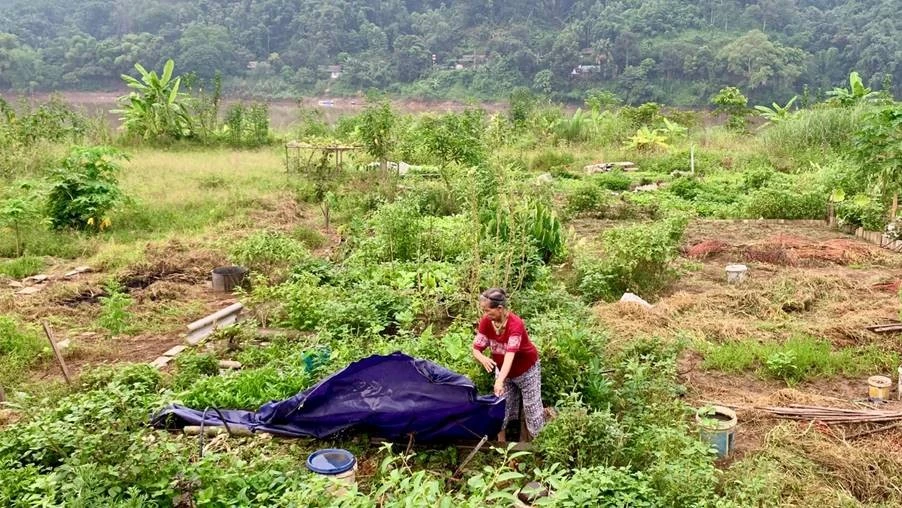Khi mặt trời còn chưa lên cao, người dân đã có mặt trên bãi bồi. Nhịp sống của nhà nông nơi đây bắt đầu từ rất sớm, theo mùa vụ và cũng theo từng biến động của dòng nước.