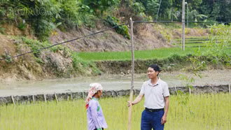 Hơn 20 năm kéo điện bằng cột tre, người dân phường Lào Cai mong có cột điện kiên cố