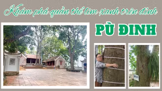 Khám phá quần thể lim xanh trên đỉnh Pù Đinh