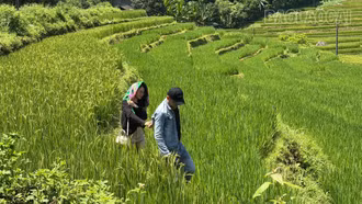 Mường Bo: Khát vọng phát triển du lịch bền vững từ ruộng bậc thang