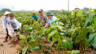 Lào Cai: Nhiều diện tích dâu tằm chịu thiệt hại nặng sau mưa lũ