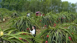 Lễ hội Mường Lò: Đánh thức tiềm năng từ những vườn trái ngọt
