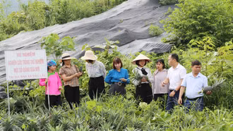 Kiểm tra kết quả thực hiện mô hình trồng giống dứa mới theo tiêu chuẩn VietGAP tại xã Bản Lầu