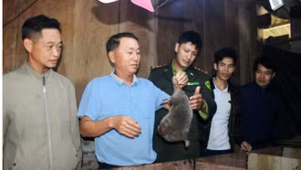 Nuôi "chuột khổng lồ", nông dân Sa Pa có thêm thu nhập