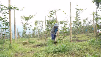 Bắc Hà mở hướng giảm nghèo từ những giống cây trồng mới