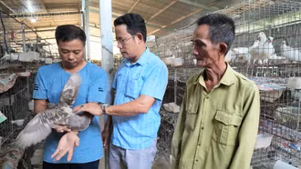 Nuôi chim bồ câu quy mô lớn