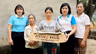 Trao sinh kế, mở hướng thoát nghèo cho phụ nữ xã Mậu A
