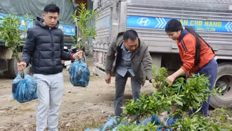 Cấp phát trên 50.000 cây giống quýt ngọt cho người dân xã Mường Khương