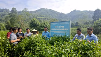 Phó Chủ tịch UBND tỉnh Giàng Quốc Hưng kiểm tra hai mô hình nông nghiệp ứng dụng khoa học công nghệ tại Hưng Khánh và Quy Mông