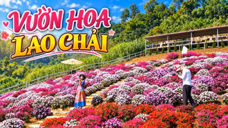 Bình minh ở vườn hoa Lao Chải