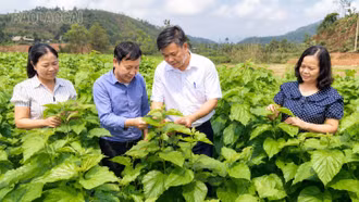 Chấn Thịnh: Nghị quyết 21 tạo đổi thay trên những thửa ruộng, triền đồi