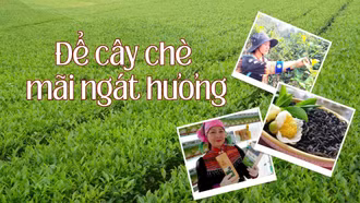 Để cây chè mãi ngát hương