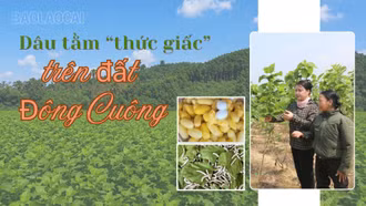 Dâu tằm trên đất Đông Cuông