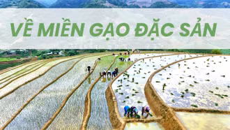 Về miền gạo đặc sản