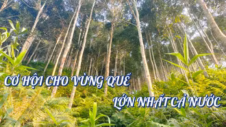 Cơ hội cho vùng quế lớn nhất cả nước