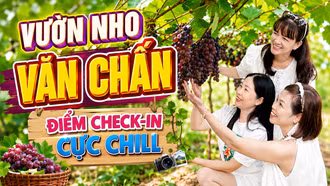 Vườn nho trĩu quả ở Văn Chấn: Điểm check-in mới cực chill hè này