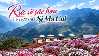 Rực rỡ sắc hoa trên sườn núi Si Ma Cai