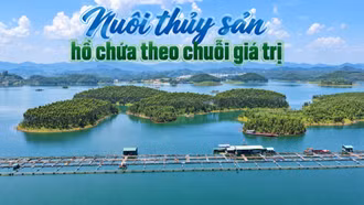 Nuôi thủy sản hồ chứa theo chuỗi giá trị
