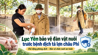 Lục Yên bảo vệ đàn vật nuôi trước bệnh dịch tả lợn châu Phi