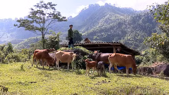 Trạm Tấu: Giảm nghèo từ chính lợi thế của địa phương